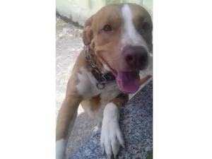 Cachorro raça Pit bull misturado  idade 2 a 6 meses nome Marley