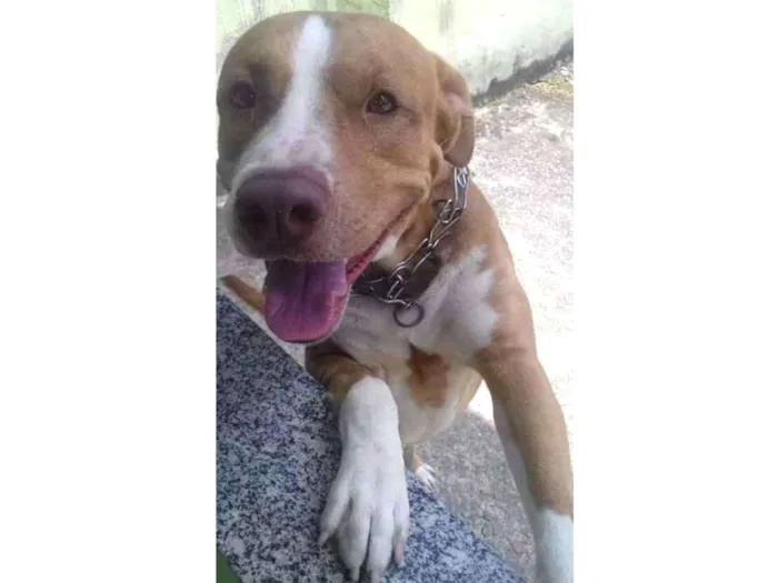 Cachorro raça Pit bull misturado  idade 2 a 6 meses nome Marley