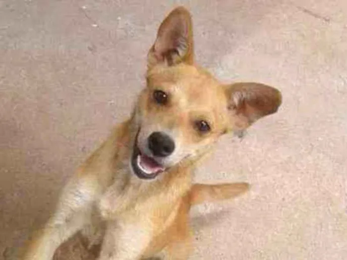 Cachorro ra a SRD idade 1 ano nome Sem nome/ Chamo de P