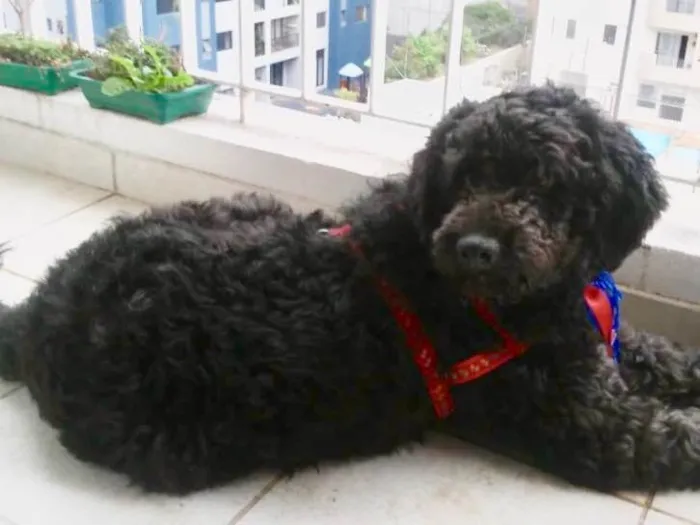 Cachorro ra a Mix Poodle  idade 3 anos nome Bilú 