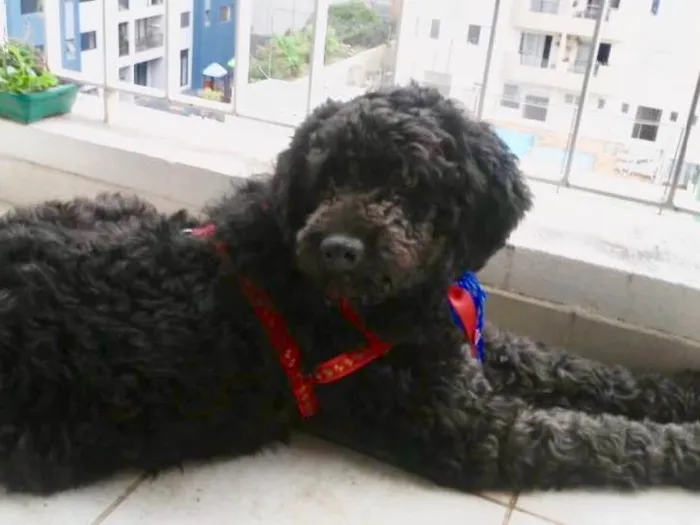 Cachorro ra a Mix Poodle  idade 3 anos nome Bilú 