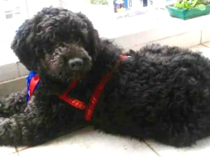 Cachorro ra a Mix Poodle  idade 3 anos nome Bilú 