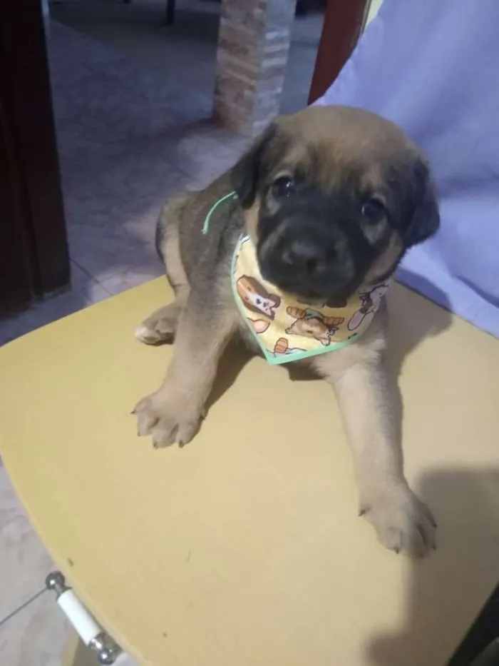 Cachorro ra a  idade  nome Sem nome