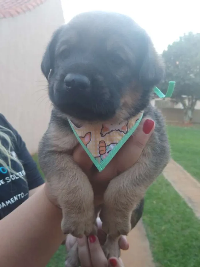 Cachorro ra a  idade  nome Sem nome