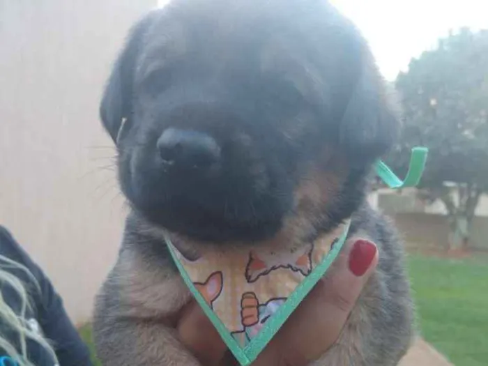 Cachorro ra a  idade  nome Sem nome
