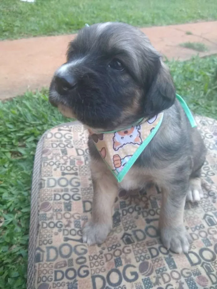 Cachorro ra a  idade Abaixo de 2 meses nome Sem nome