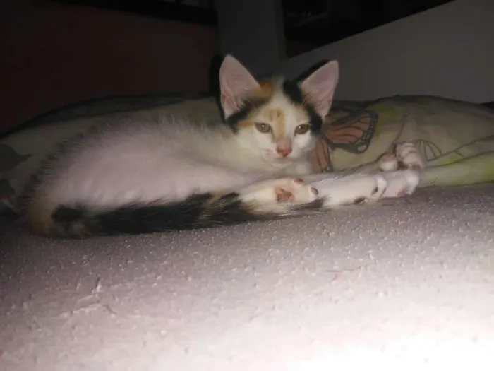 Gato raça  idade Abaixo de 2 meses nome Brilhinho