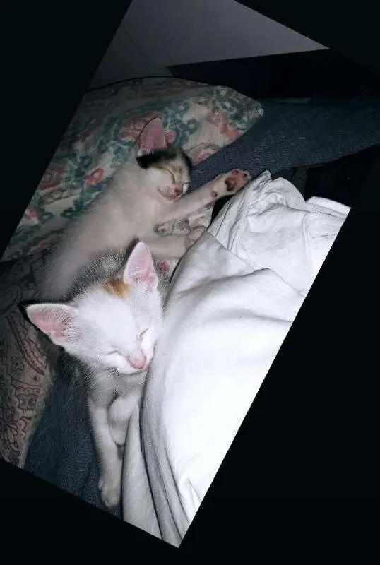 Gato ra a  idade Abaixo de 2 meses nome Pink