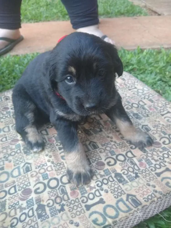 Cachorro ra a  idade Abaixo de 2 meses nome Sem nome