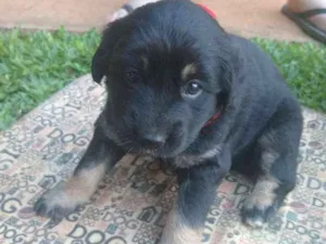 Cachorro raça  idade Abaixo de 2 meses nome Sem nome