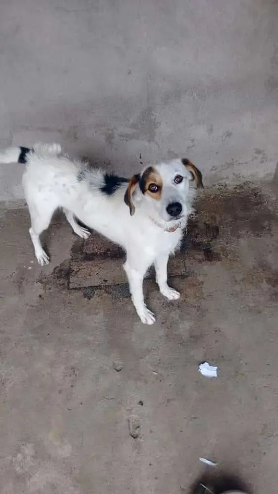 Cachorro ra a Labrador com vira lata  idade 1 ano nome Spike 