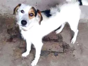 Cachorro raça Labrador com vira lata  idade 1 ano nome Spike 
