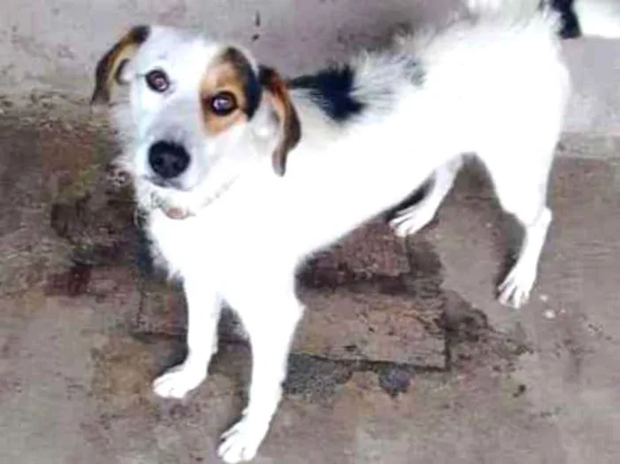Cachorro ra a Labrador com vira lata  idade 1 ano nome Spike 