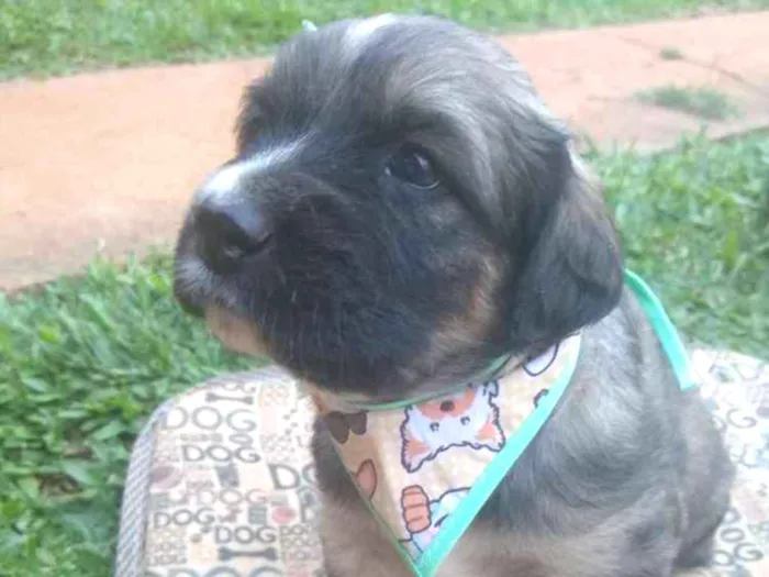 Cachorro ra a  idade Abaixo de 2 meses nome Sem nome