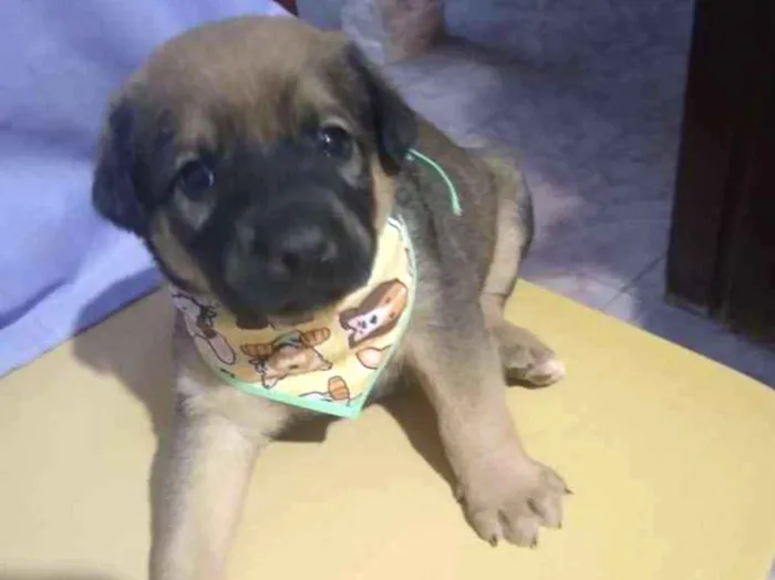 Cachorro ra a  idade  nome Sem nome