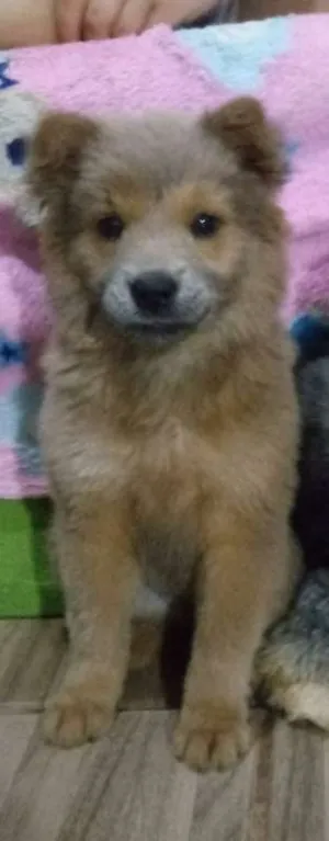 Cachorro raça Chow Chow idade 2 a 6 meses nome Milla