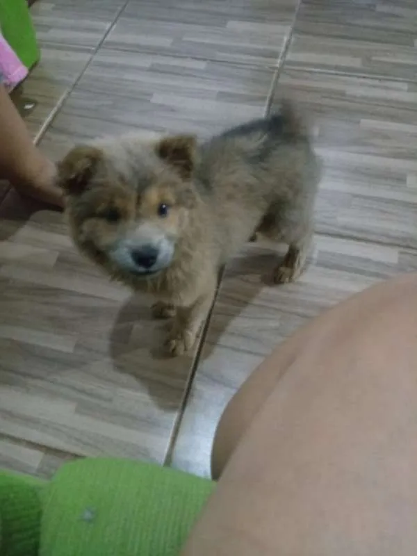 Cachorro ra a Chow Chow idade 2 a 6 meses nome Milla