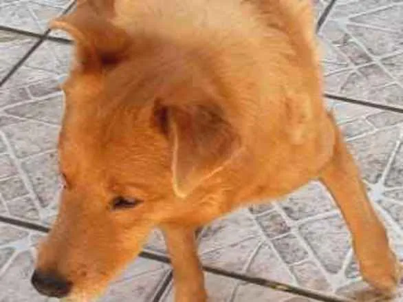 Cachorro raça NÃO DEFINIDA idade 6 ou mais anos nome DIQUE