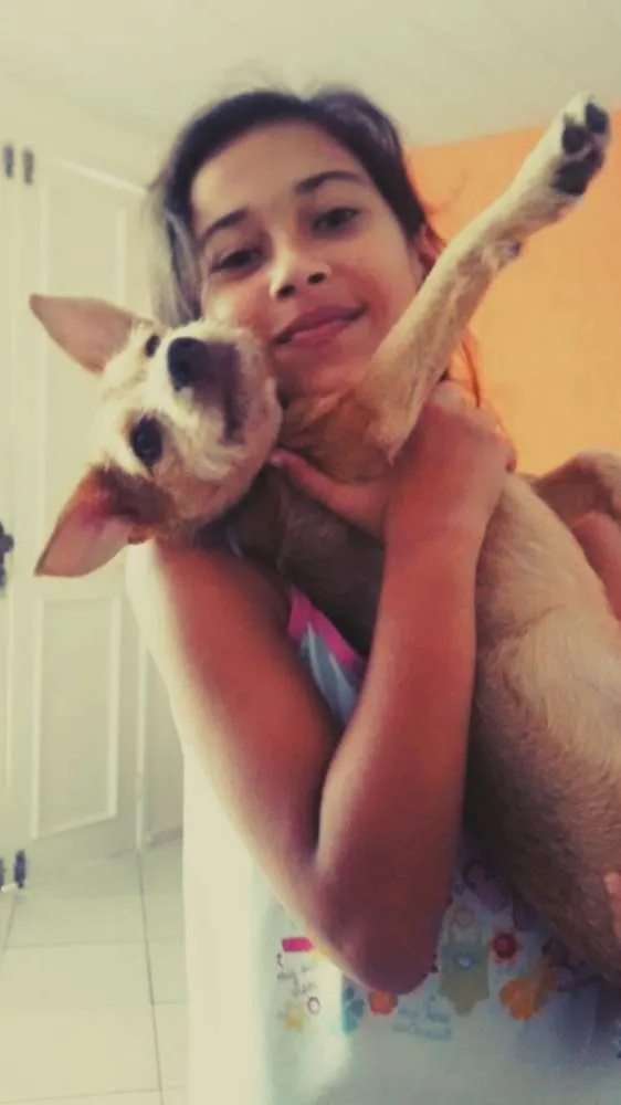 Cachorro ra a SRD idade 6 ou mais anos nome Maggy