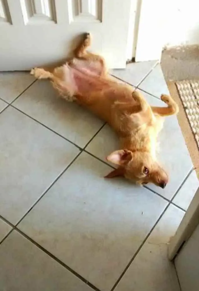 Cachorro ra a SRD idade 6 ou mais anos nome Maggy