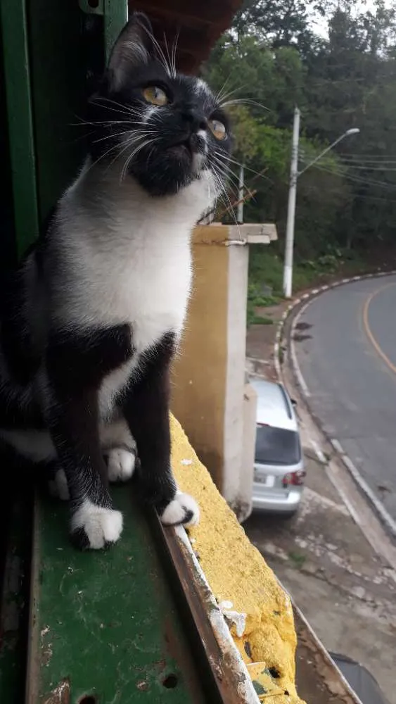 Gato raça Srd idade 2 a 6 meses nome Bruce