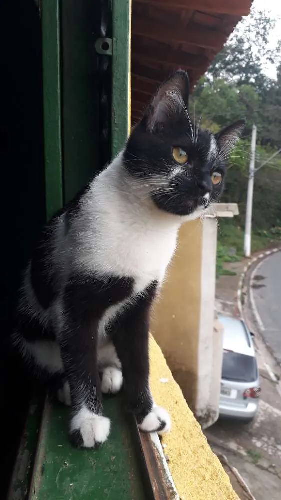 Gato raça Srd idade 2 a 6 meses nome Bruce