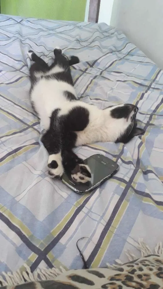 Gato raça Srd idade 2 a 6 meses nome Bruce