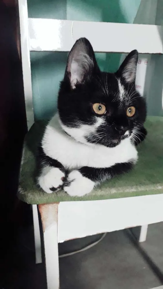 Gato raça Srd idade 2 a 6 meses nome Bruce