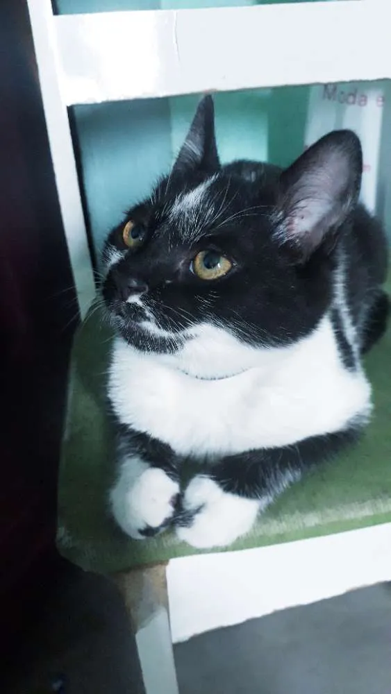 Gato raça Srd idade 2 a 6 meses nome Bruce