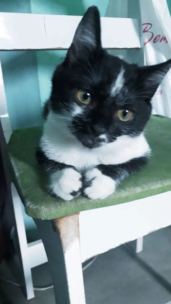 Gato raça Srd idade 2 a 6 meses nome Bruce