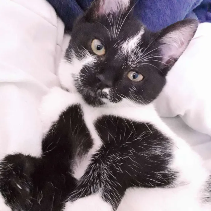 Gato raça Srd idade 2 a 6 meses nome Bruce