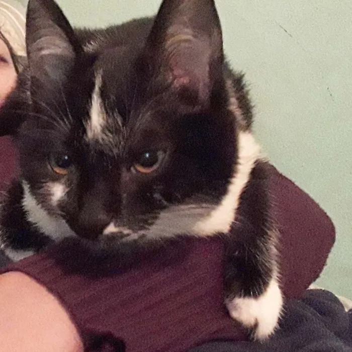 Gato raça Srd idade 2 a 6 meses nome Bruce