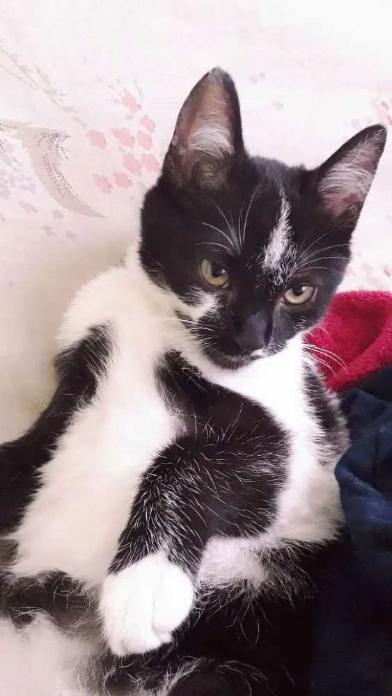 Gato raça Srd idade 2 a 6 meses nome Bruce