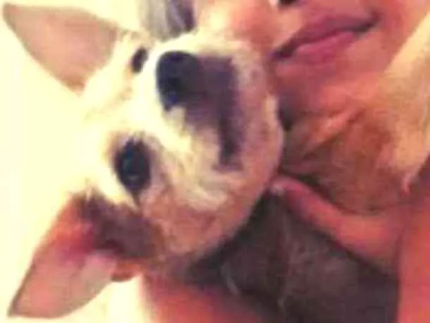 Cachorro ra a SRD idade 6 ou mais anos nome Maggy