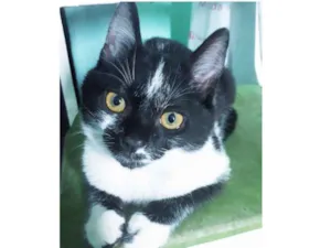 Gato raça Srd idade 2 a 6 meses nome Bruce