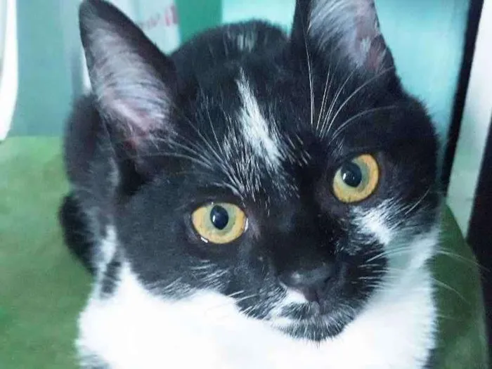Gato raça Srd idade 2 a 6 meses nome Bruce