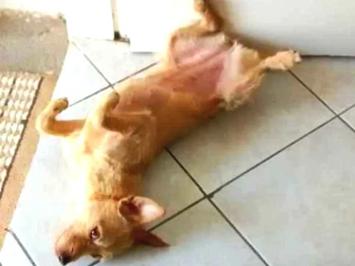 Cachorro ra a SRD idade 6 ou mais anos nome Maggy