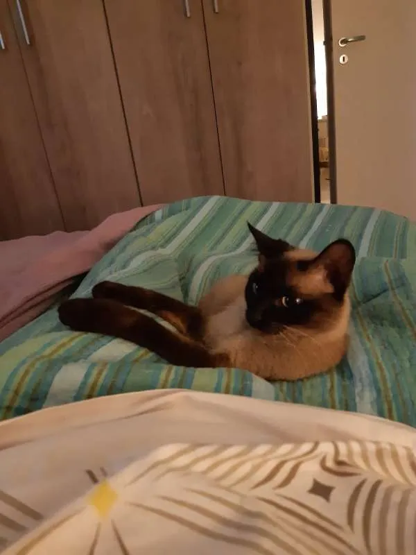 Gato raça SRD idade 2 a 6 meses nome Francisquinha