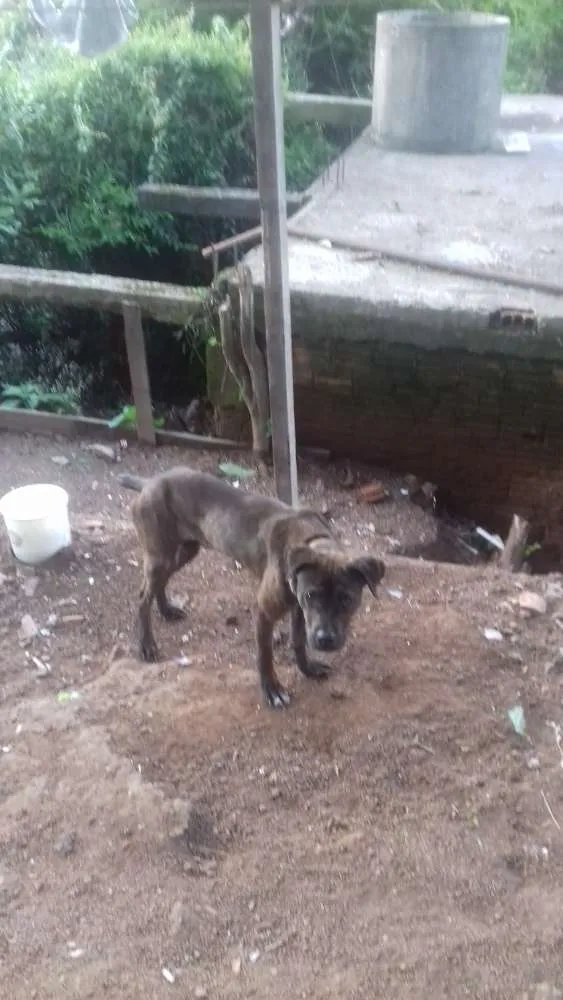 Cachorro ra a Rotivale com fila. idade 7 a 11 meses nome Bandida 
