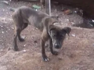 Cachorro raça Rotivale com fila. idade 7 a 11 meses nome Bandida 