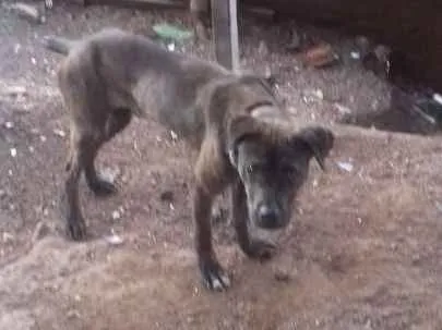 Cachorro ra a Rotivale com fila. idade 7 a 11 meses nome Bandida 