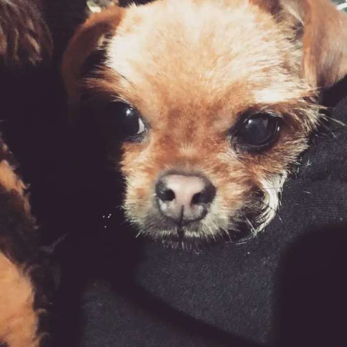 Cachorro raça Mestiça de PUG x PINCHER idade 2 a 6 meses nome Paçoca