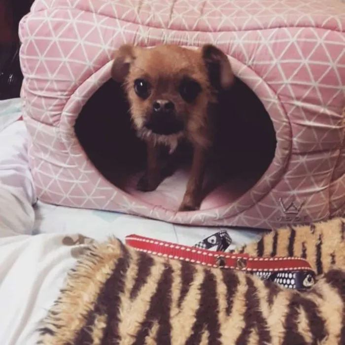 Cachorro raça Mestiça de PUG x PINCHER idade 2 a 6 meses nome Paçoca