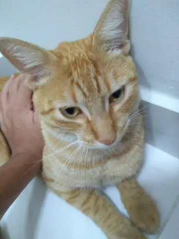 Gato ra a SRD idade 4 anos nome MIMO