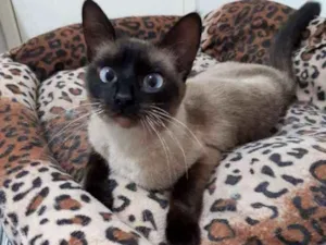 Gato raça SRD idade 2 a 6 meses nome Francisquinha