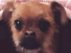 Cachorro raça Mestiça de PUG x PINCHER idade 2 a 6 meses nome Paçoca