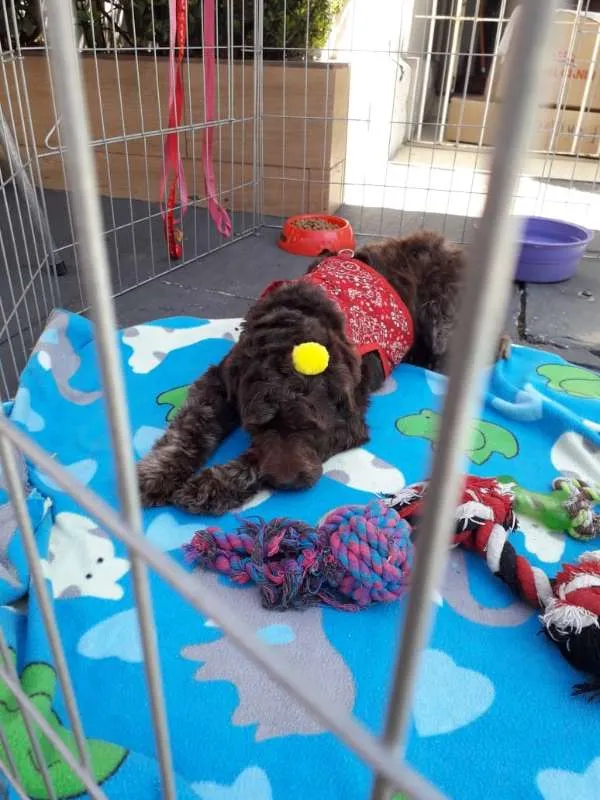 Cachorro ra a SRD idade 2 anos nome Mell