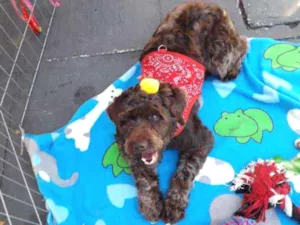 Cachorro raça SRD idade 2 anos nome Mell
