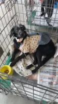 Peludinha