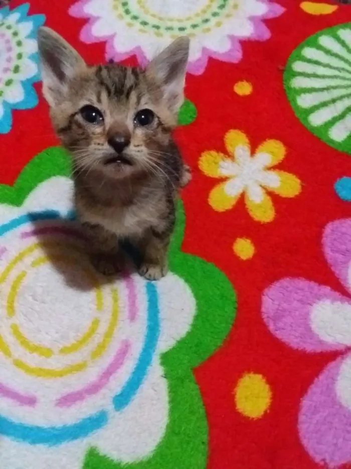 Gato ra a Sem raça idade Abaixo de 2 meses nome Sem nome